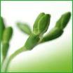 Vegetal